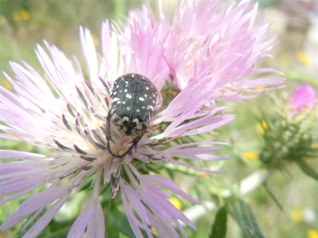 Folla al mercato dei fiori (Oxythirea e Halictidae)